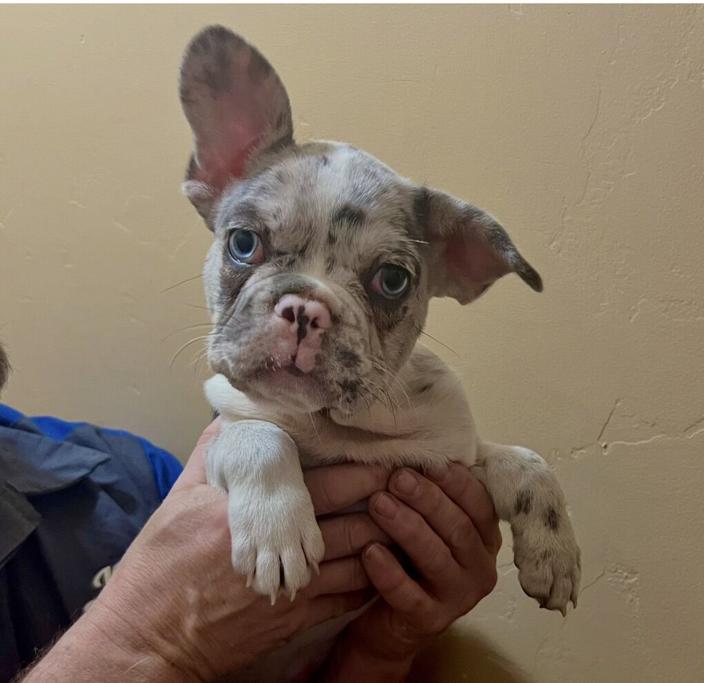 French Bulldog Puppies