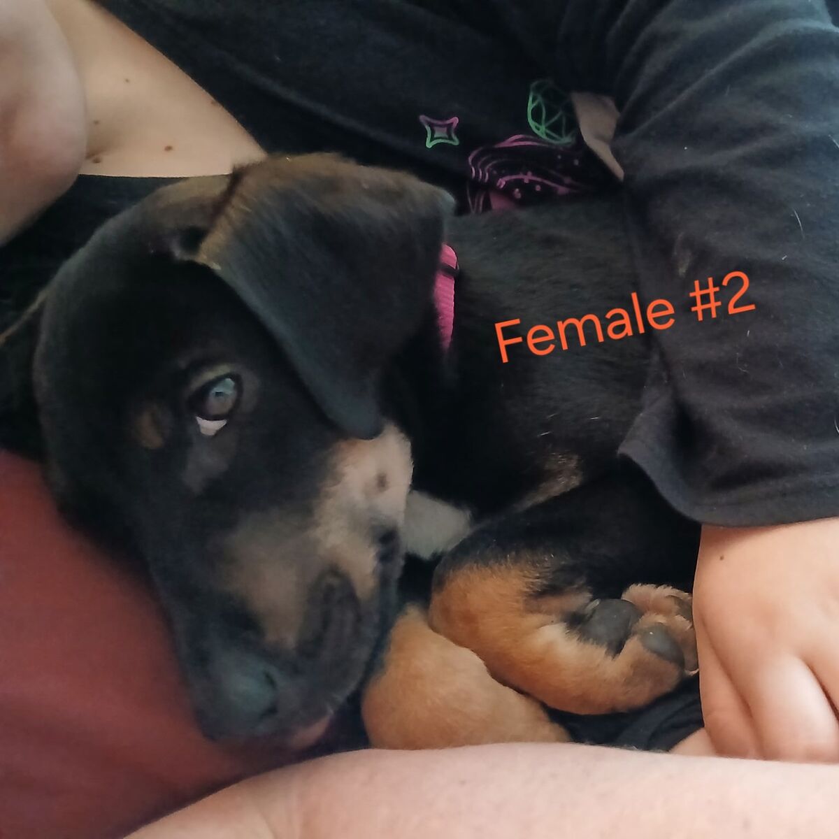 Catahoula Husky Puppies