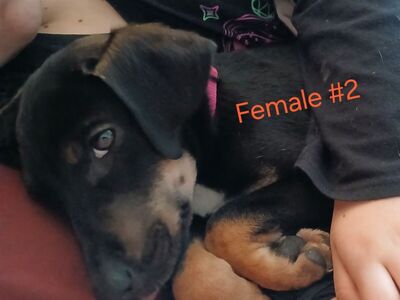 Catahoula Husky Puppies