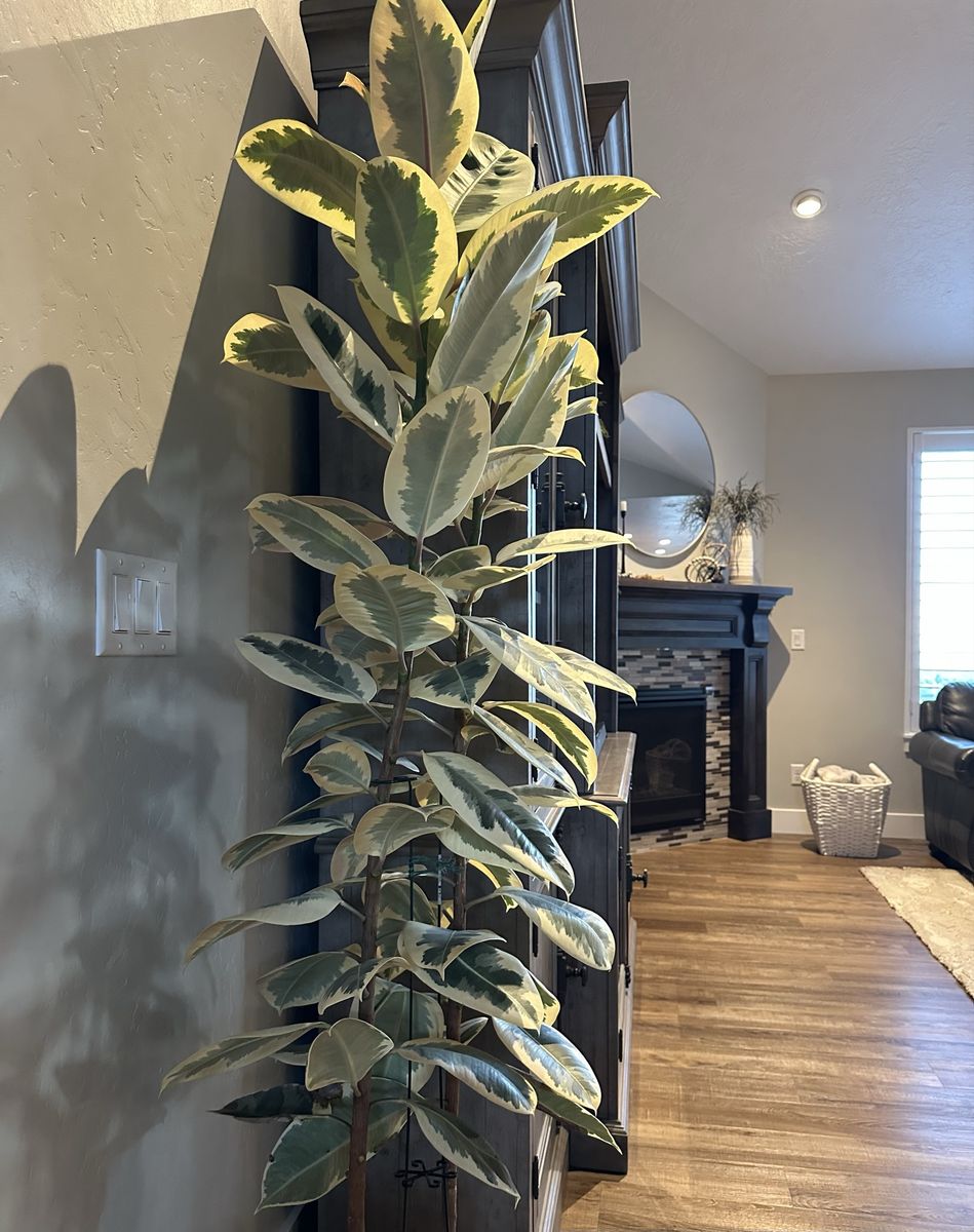 Large Variegated Rubber Tree (Ficus Tineke) – 6–7 ft Tall – Healthy