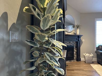 Large Variegated Rubber Tree (Ficus Tineke) – 6–7 ft Tall – Healthy