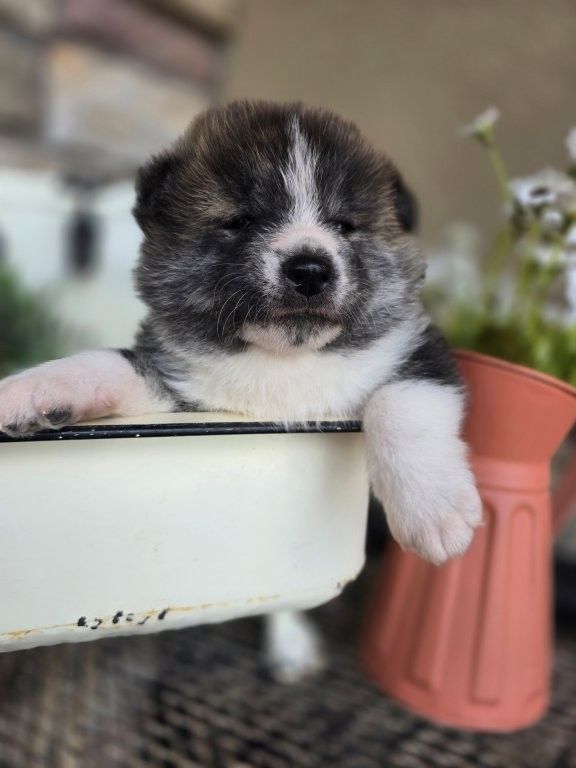 Japanese Akita Inu Puppies Available – Spring Litter