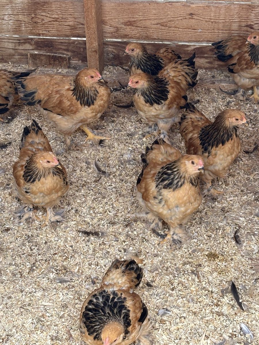 Buff Brahma bantam males
