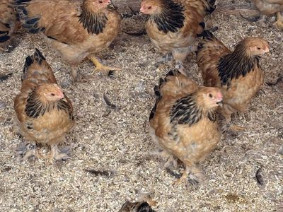 Buff Brahma bantam males