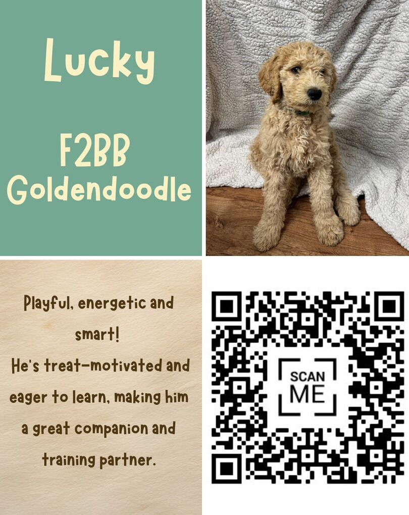 5 Standard Size F2BB Goldendoodle