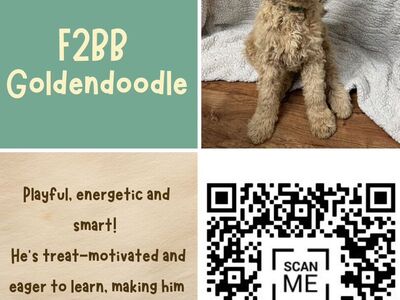 5 Standard Size F2BB Goldendoodle