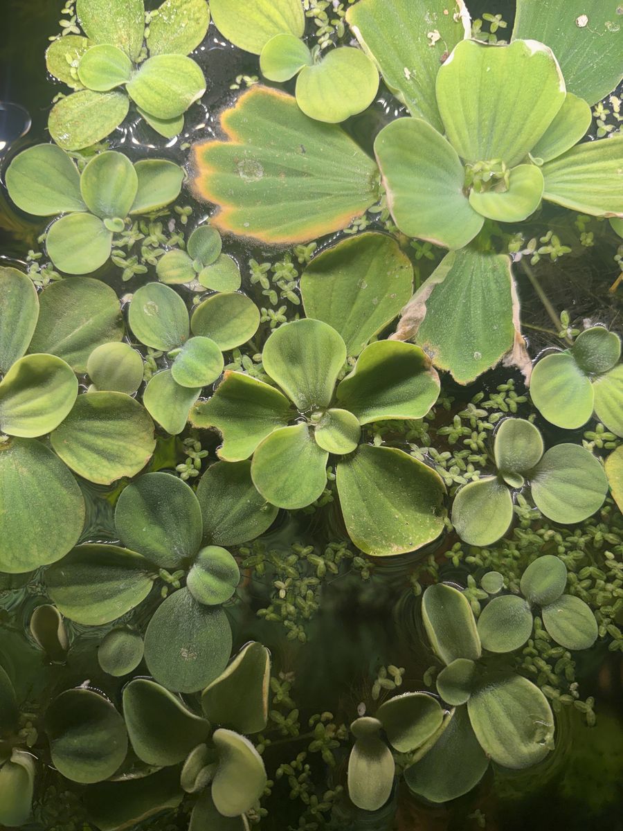 ISO Used Fish Tank Filters / Trade for aquatic plants