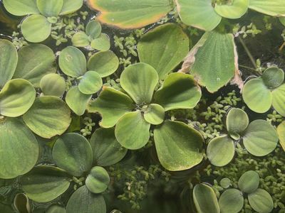 ISO Used Fish Tank Filters / Trade for aquatic plants