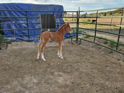 2026 Sorrel Horse Colt