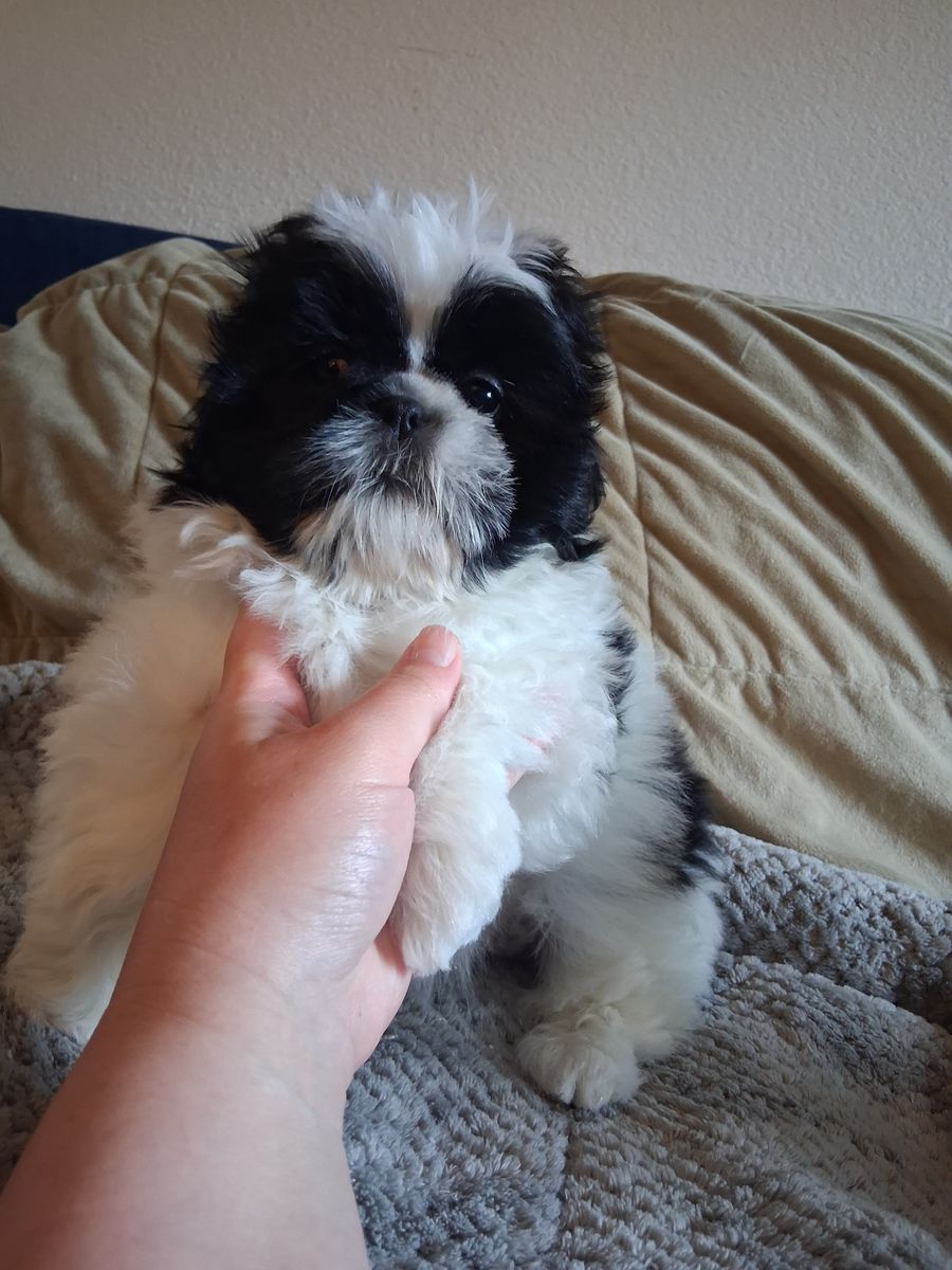 Shih Tzu puppies Female &  Male purebred