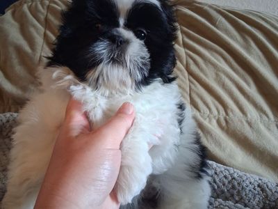 Shih Tzu puppies Female & Male purebred
