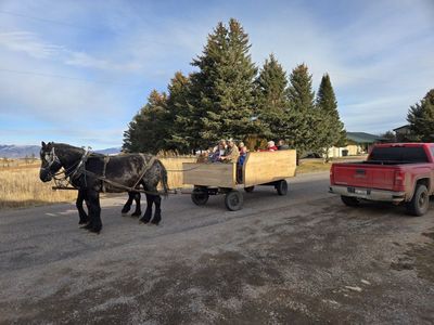 14 year old registered percheron mare