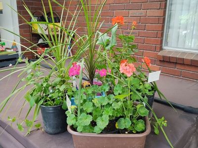 Murray multi family yard & plant sale 1007 East 6000 So. Saturday 9 til 1