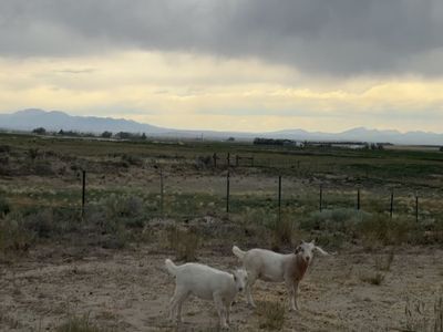 Goats