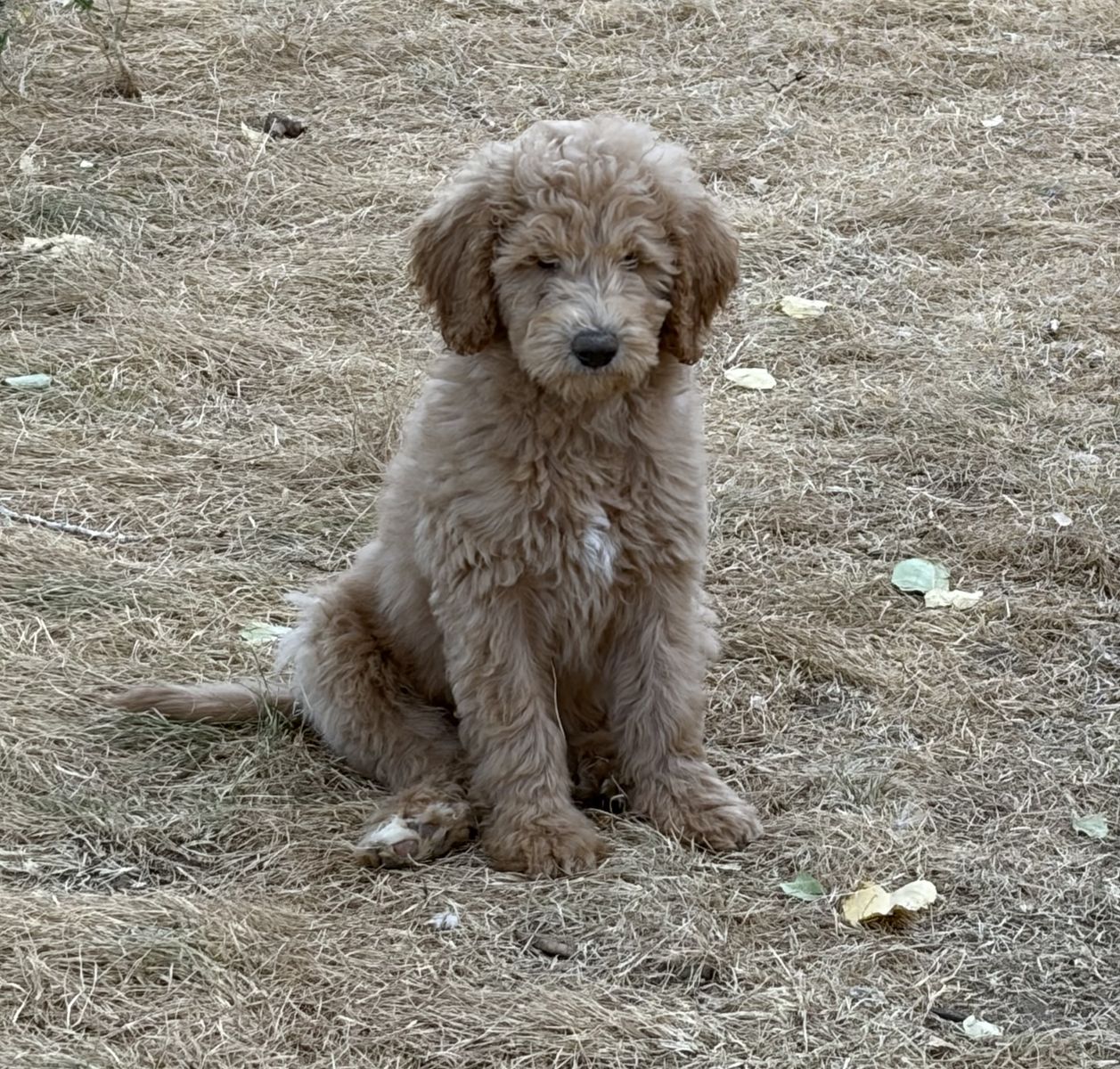 Labradoodle puppies ready today!!