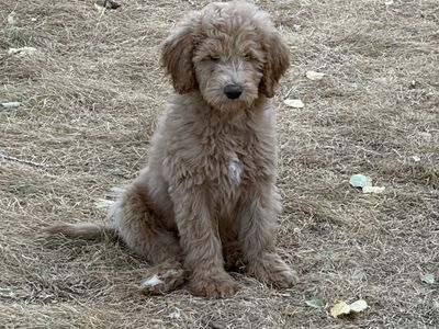 Labradoodle puppies ready today!!