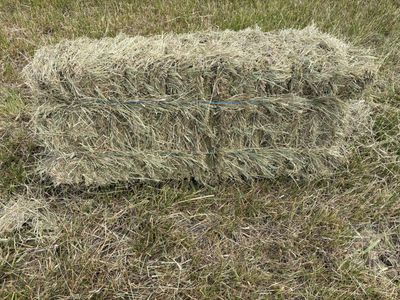 Grass Hay