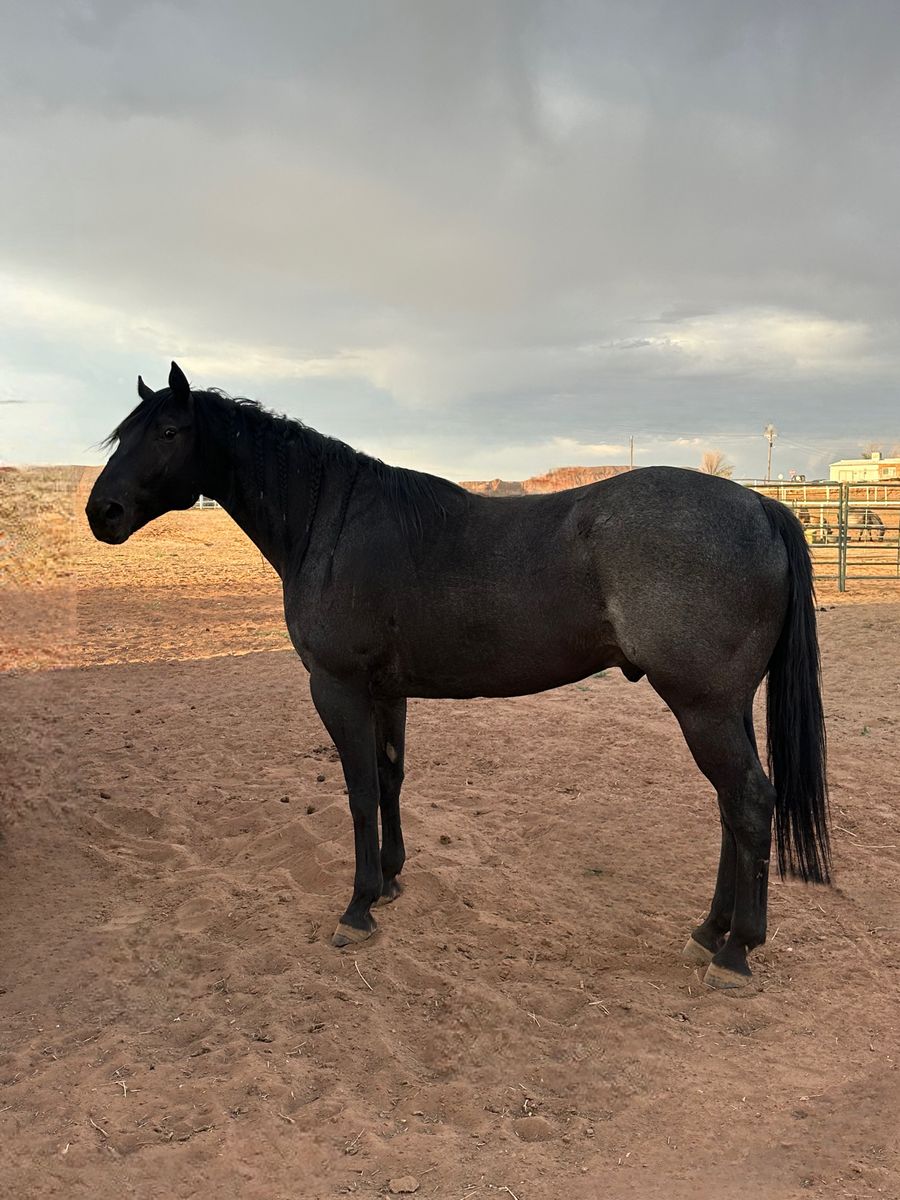 7 year old blue roan half draft gelding