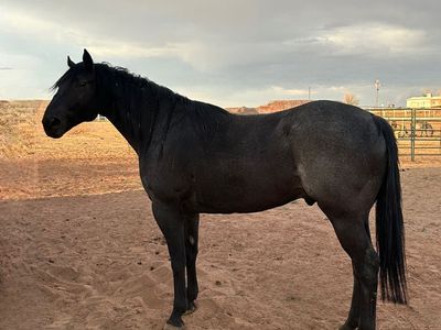 7 year old blue roan half draft gelding