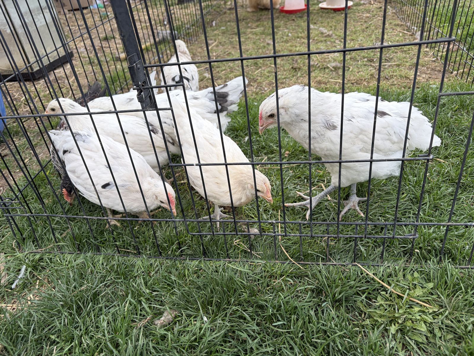 Unsexed Baby Chickens