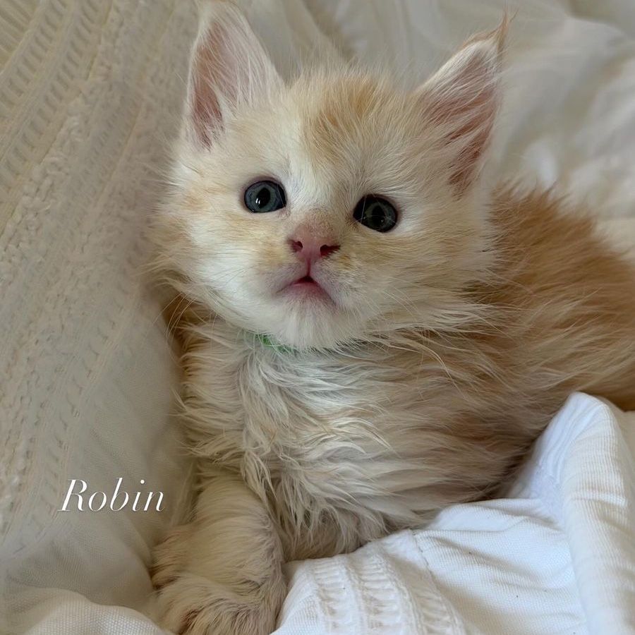 TICA registered Maine Coons