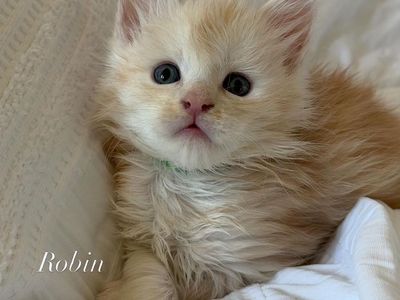 TICA registered Maine Coons