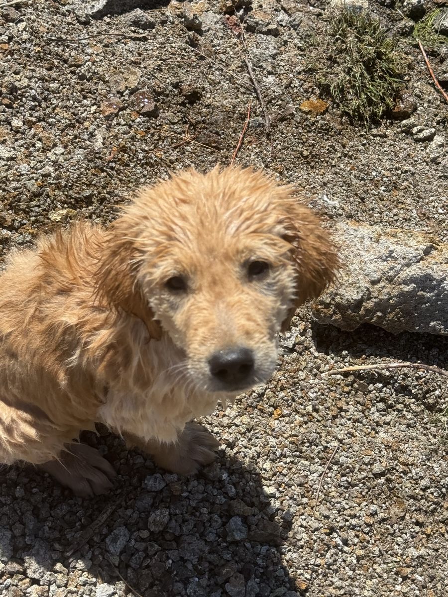 Rehome Our Goldenretriever