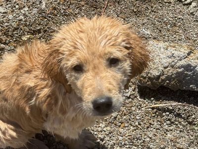 Rehome Our Goldenretriever