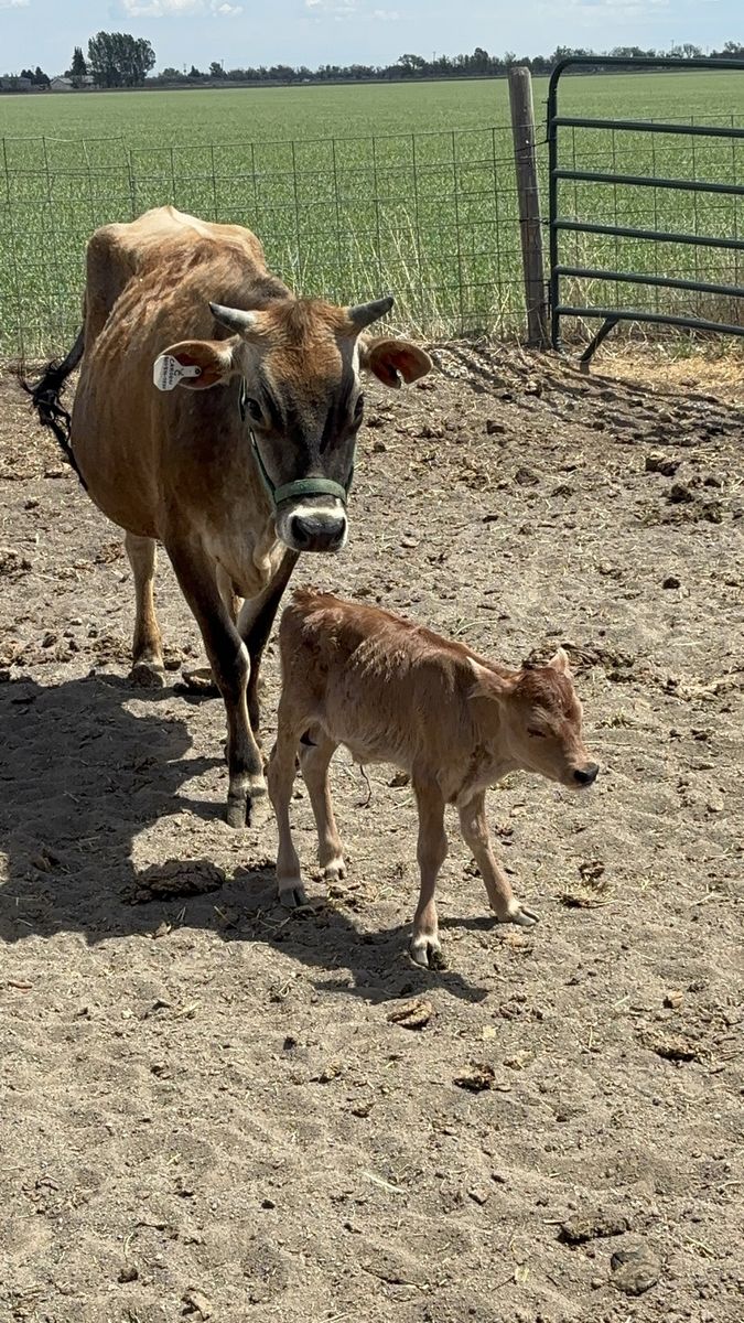 A2A2 Mini Jersey Family Milk Cow & Heifer Calf Pair