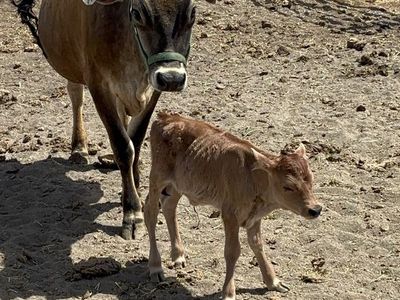 A2A2 Mini Jersey Family Milk Cow & Heifer Calf Pair