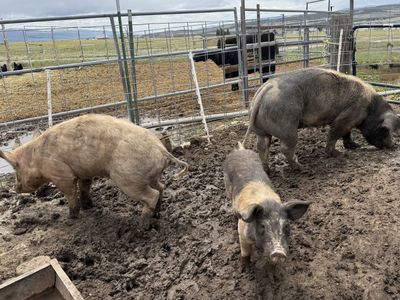 Sow, Boar, Gilt