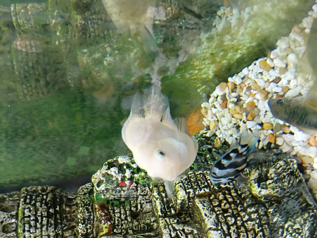 Polar Parrot Cichlid