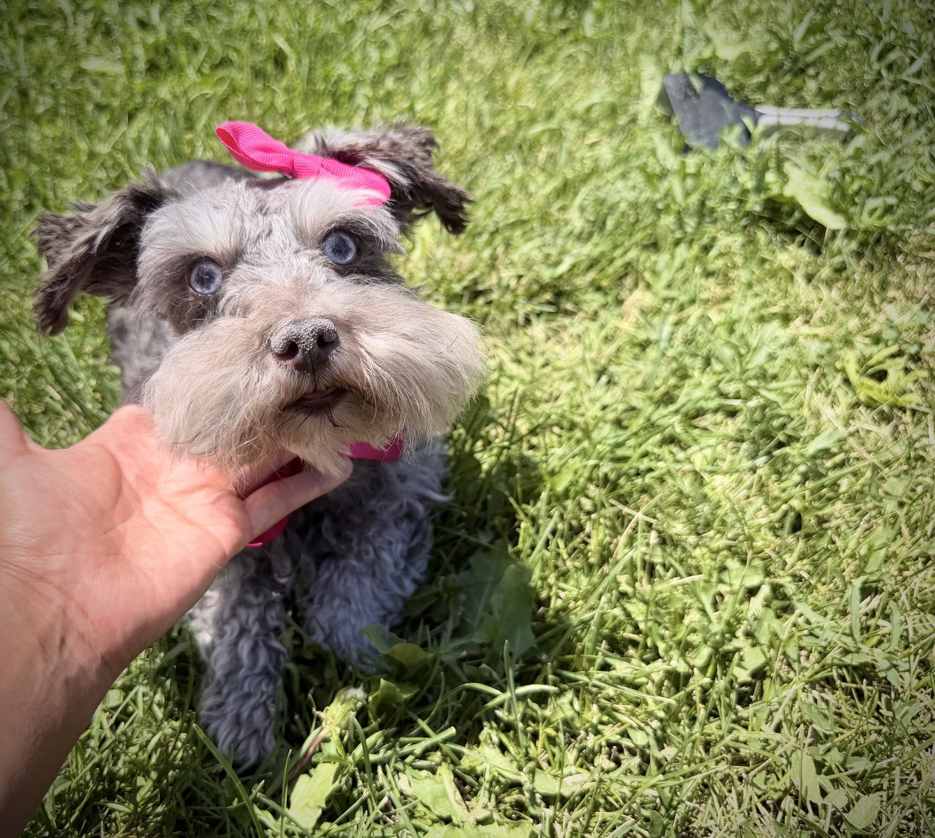 Blue eyed Toy mini schnauzer girl