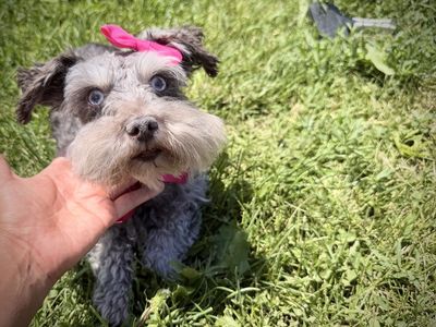 Blue eyed Toy mini schnauzer girl