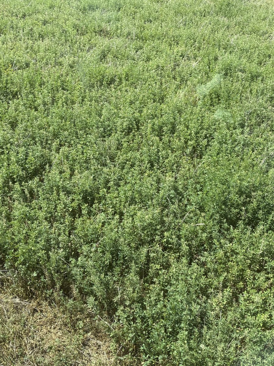 Premium alfalfa w delivery
