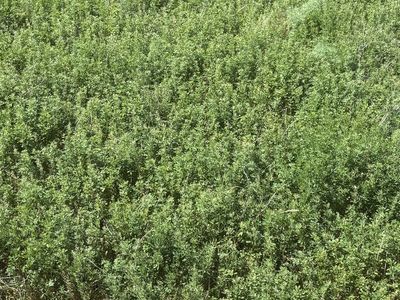 Premium alfalfa w delivery