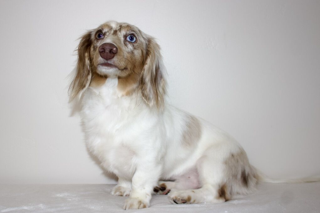 Mini Dachshund *STUD ONLY*