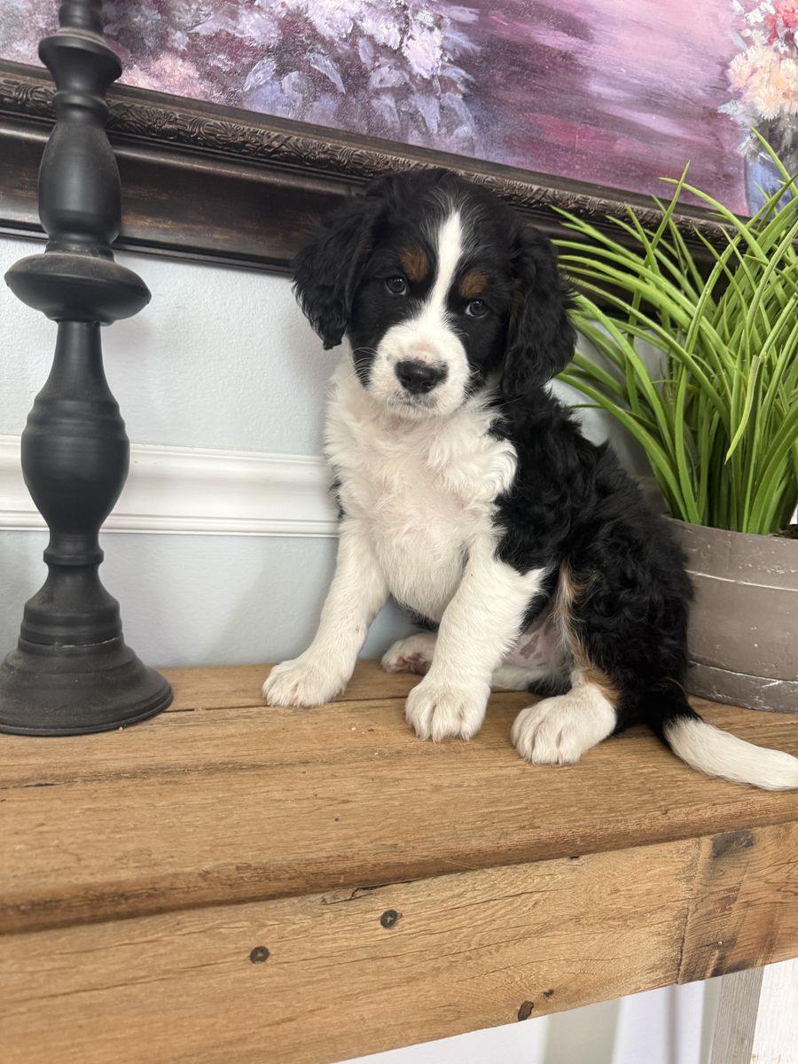7 week old Mini Bernedoodle Traditional Tricolor puppies for sale