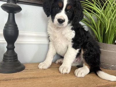 7 week old Mini Bernedoodle Traditional Tricolor puppies for sale