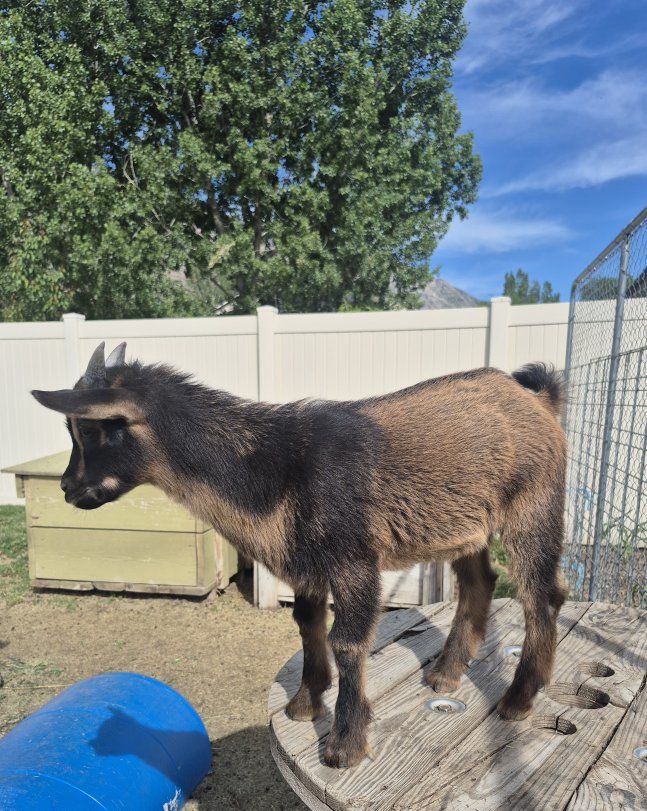 pygmy goat kids