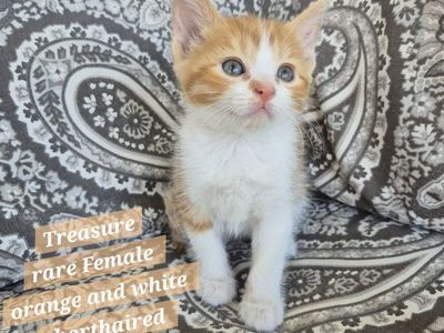 Rare FEMALE orange and white kitten! so friendly!
