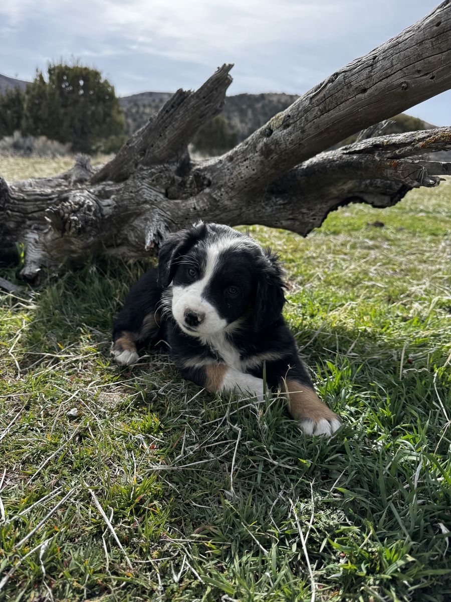 Black Tri Mini Aussie ASDR