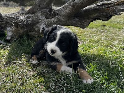 Black Tri Mini Aussie ASDR