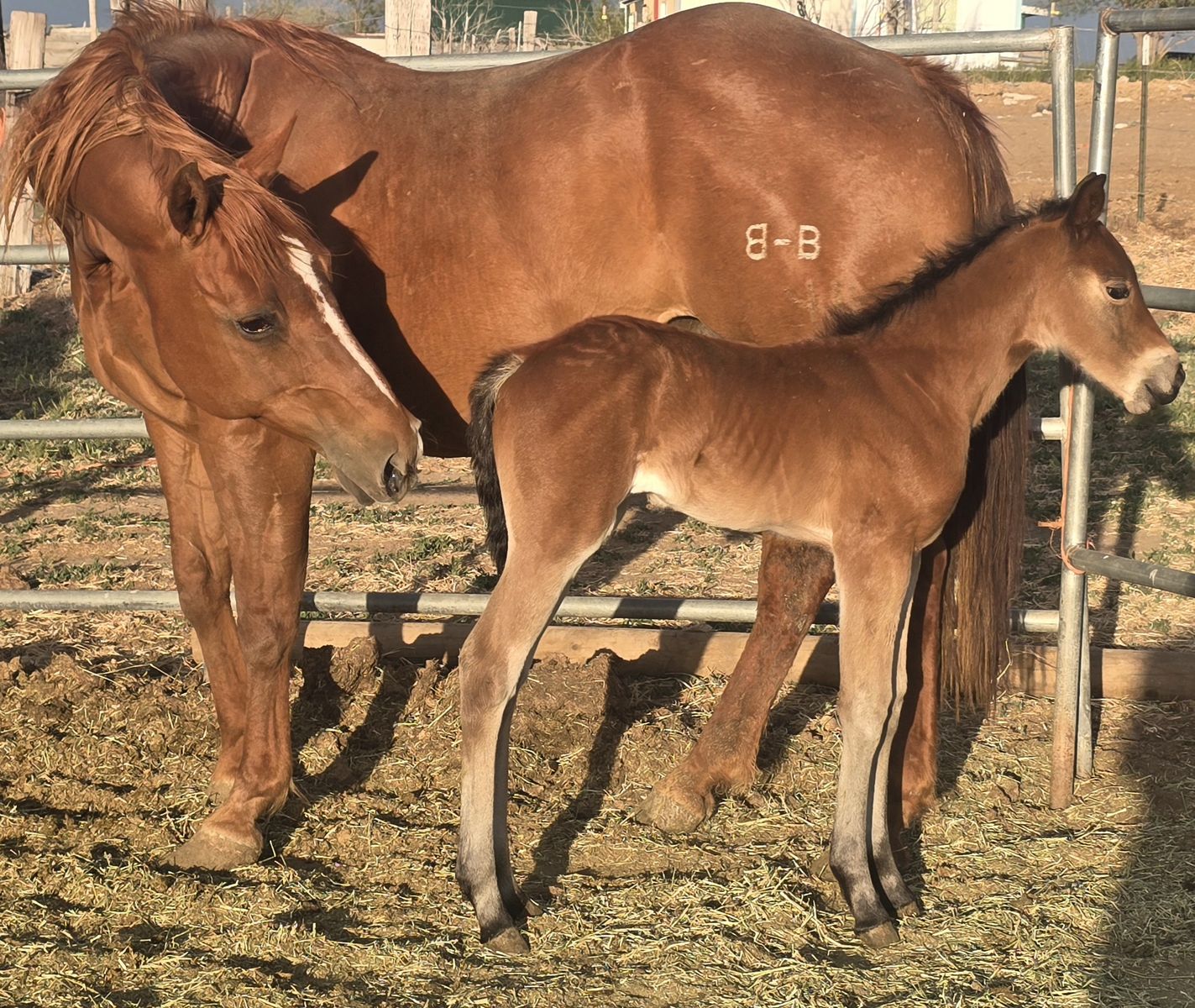 3 in 1 AQHA Mare with foal at side and bred back for 2027