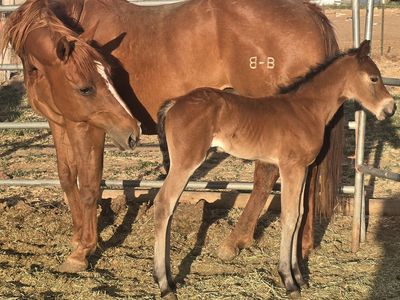 3 in 1 AQHA Mare with foal at side and bred back for 2027