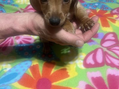 Dachshund puppies