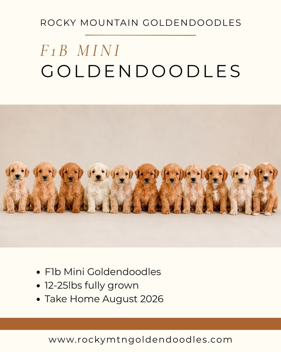Professionally Raised F1b Mini Goldendoodles, Golden Doodle, Therapy Quality, Basic Training, Health Guarantee
