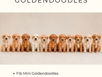 Professionally Raised F1b Mini Goldendoodles, Golden Doodle, Therapy Quality, Basic Training, Health Guarantee