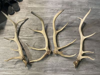 Elk Antlers 4x5 and 5x5 Sets. 9 1/4 pounds. Light Brown Condition Best Offer.