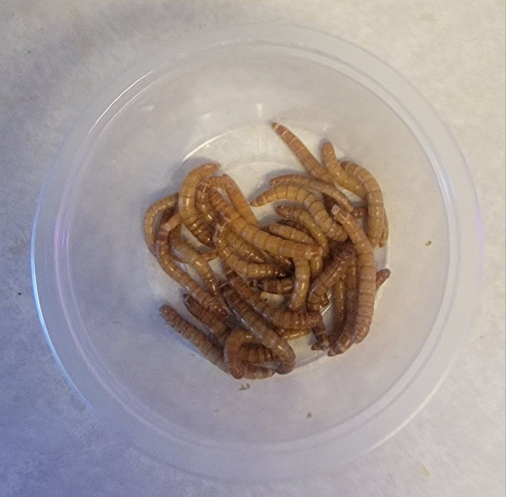 Mealworms All Sizes 30 Worms for $1
